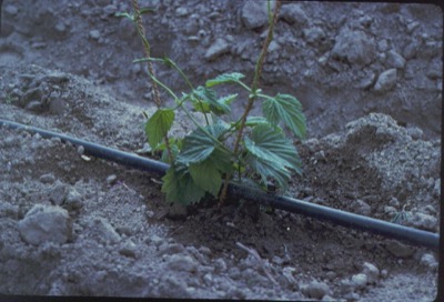 Drip irrigation Foster City