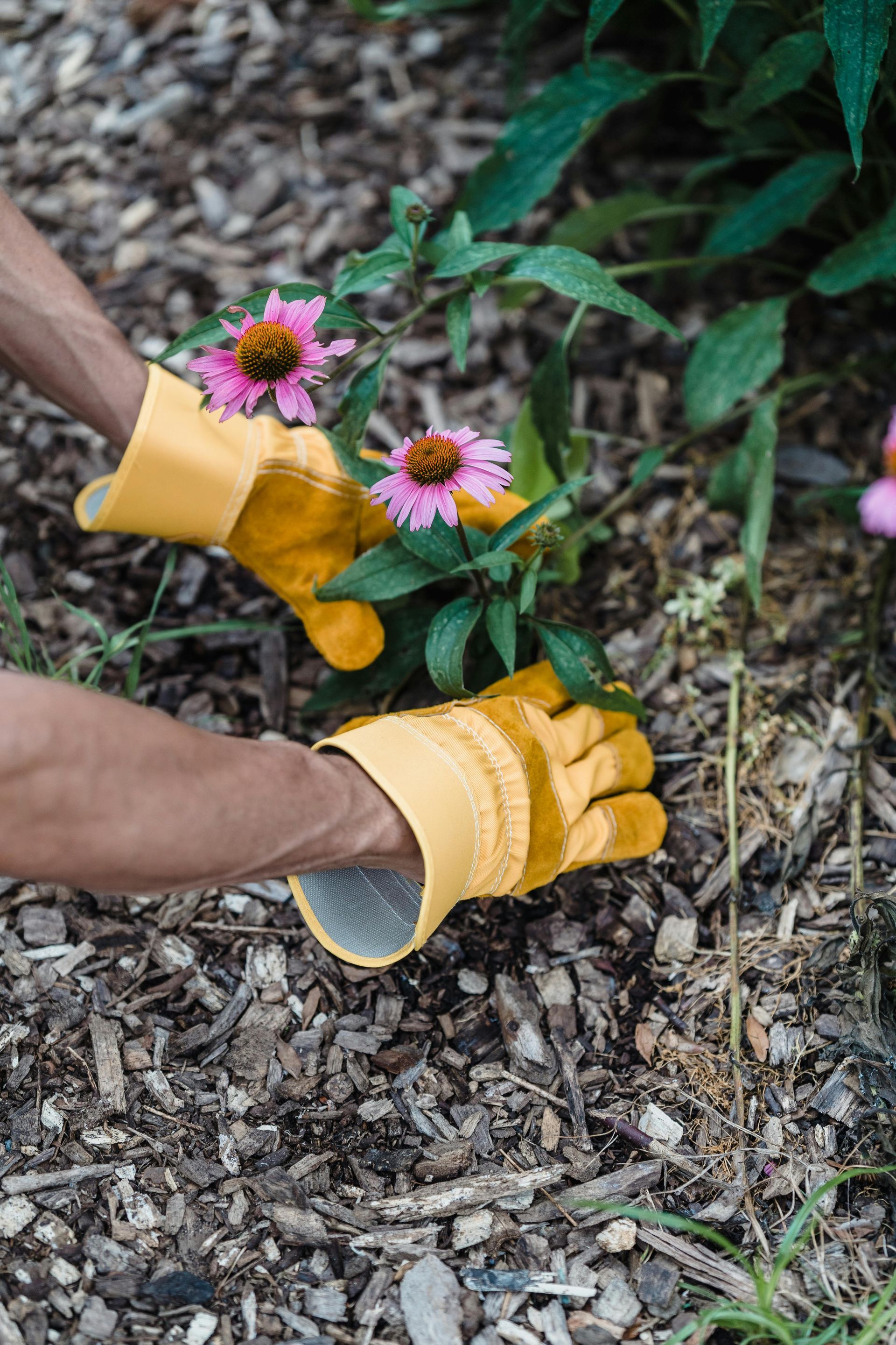Weed control